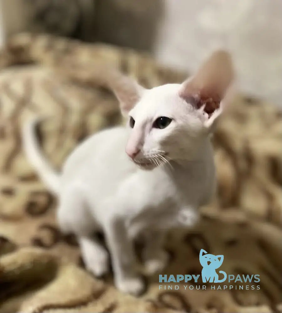 Veles Oriental Shorthair male white live animals