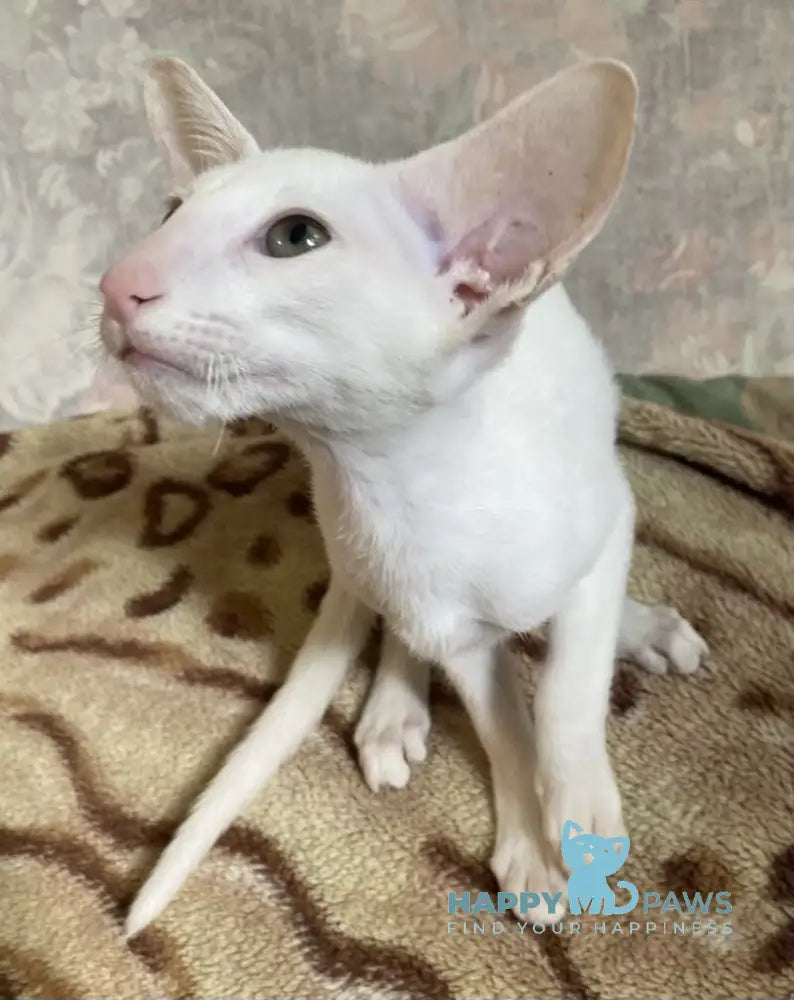 Veles Oriental Shorthair male white live animals