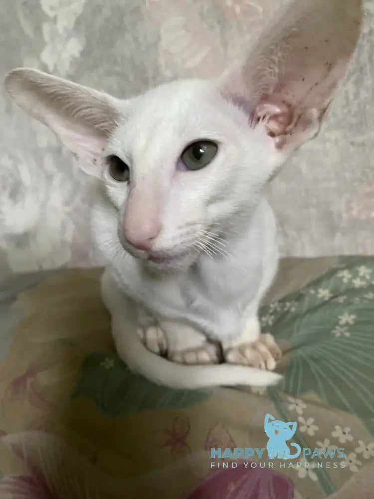 Veles Oriental Shorthair male white live animals