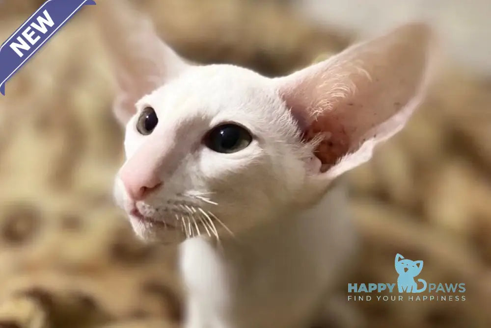 Veles Oriental Shorthair male white live animals
