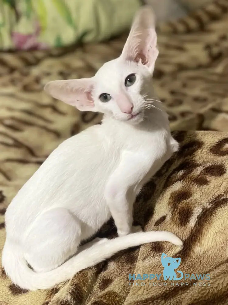 Veles Oriental Shorthair male white live animals