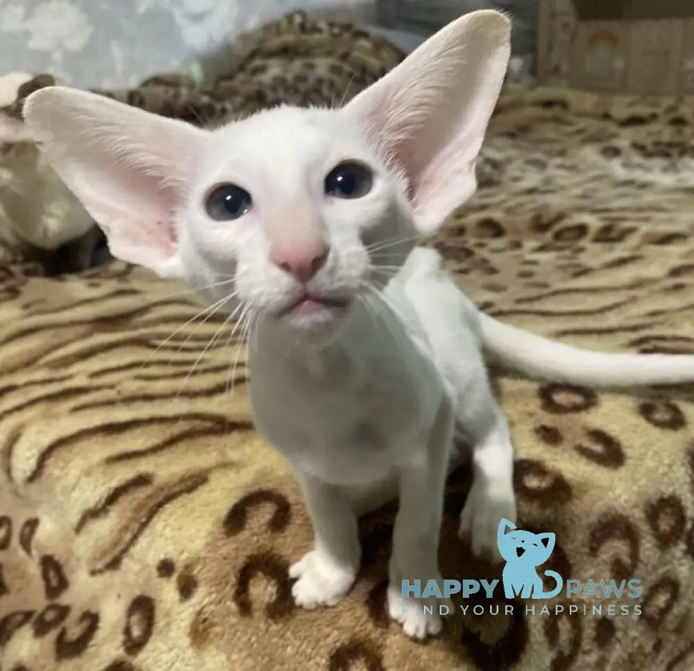 Veles Oriental Shorthair male white live animals