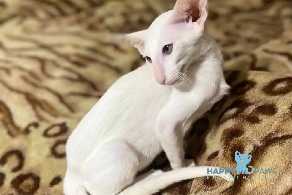 Veles Oriental Shorthair male white live animals
