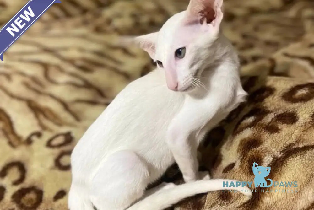 Veles Oriental Shorthair male white live animals