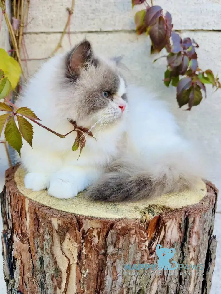Velor Ragdoll male blue bicolour live animals