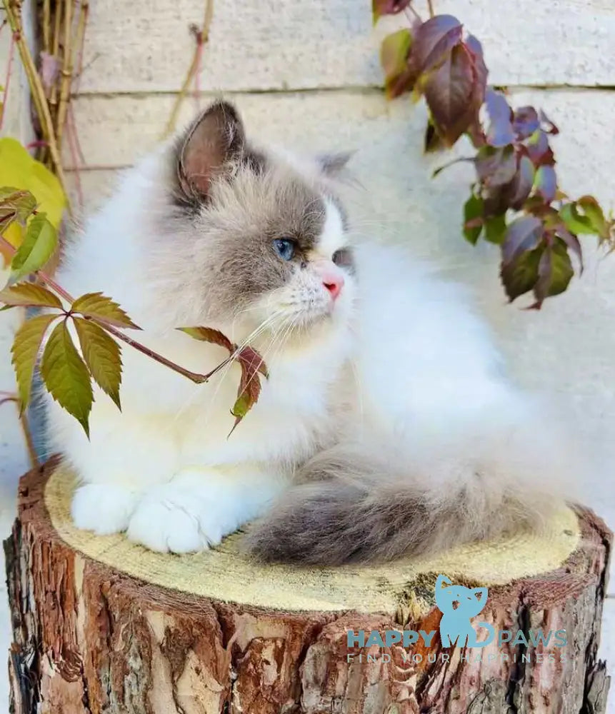 Velor Ragdoll male blue bicolour live animals