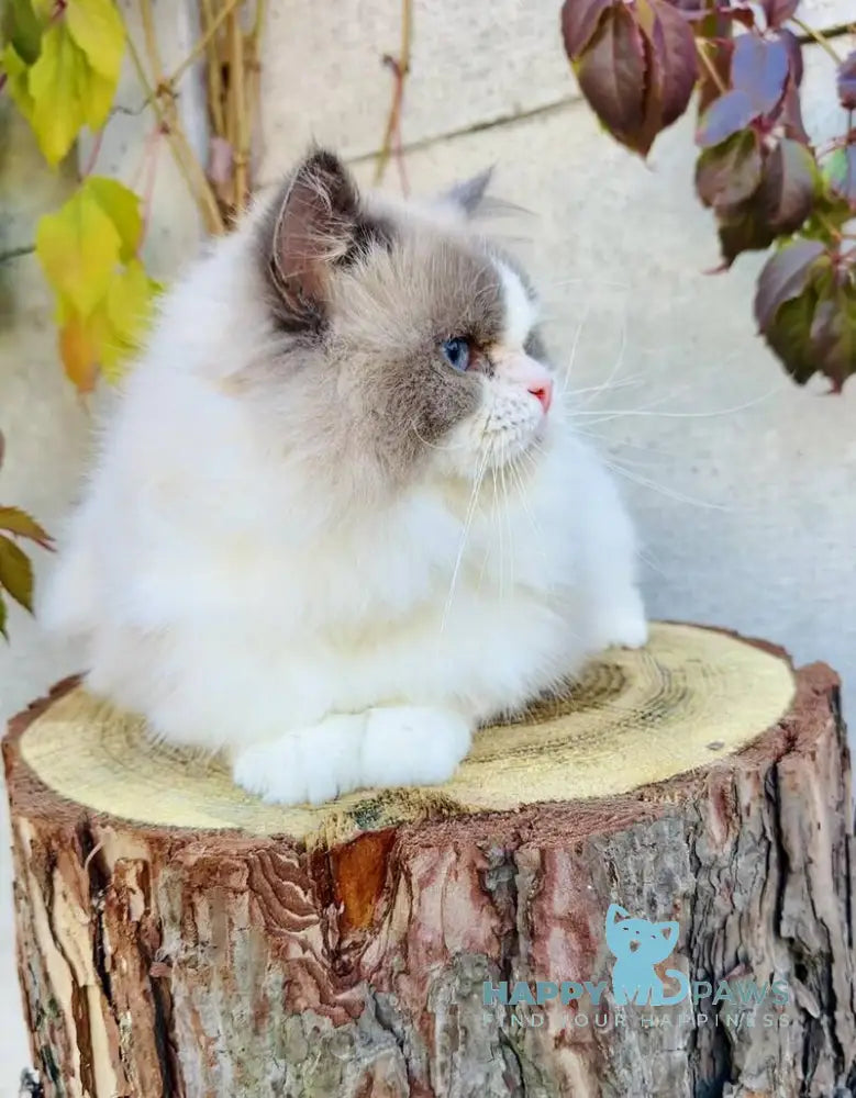 Velor Ragdoll male blue bicolour live animals
