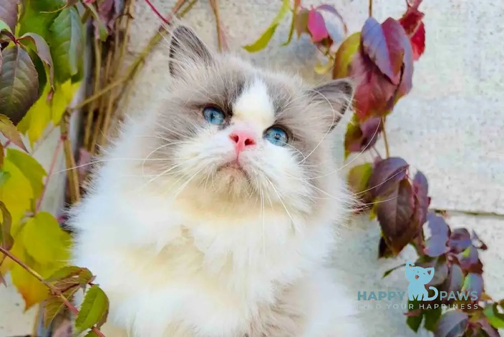 Velor Ragdoll male blue bicolour live animals