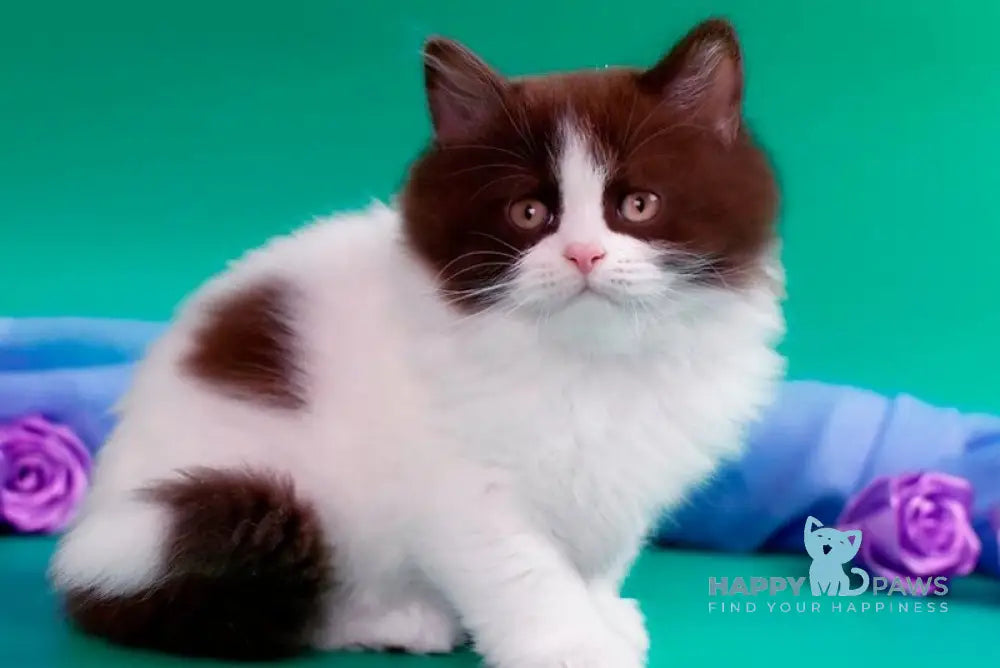 Velt British Longhair male chocolate harlequin - live animals