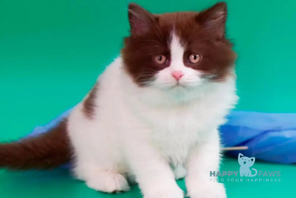 Velt British Longhair male chocolate harlequin - live animals