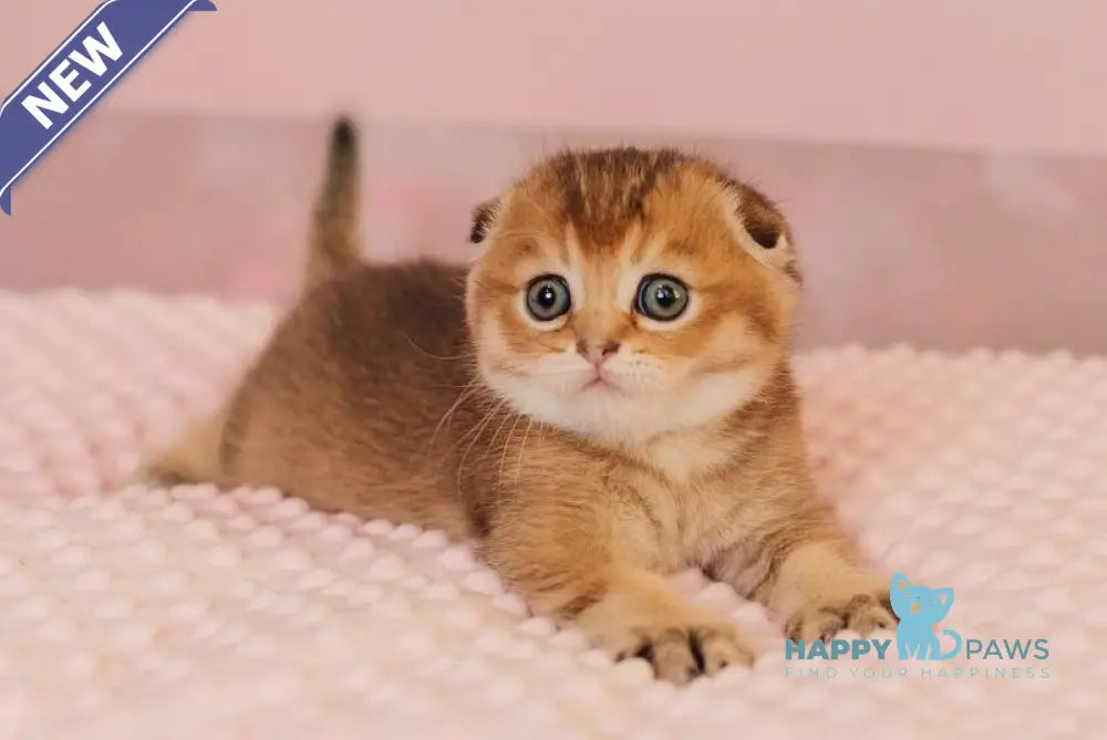 Velur Scottish Fold male black golden ticked tabby live animals