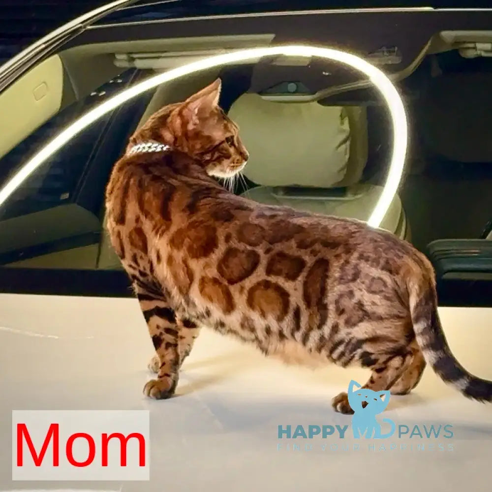 Velvet Bengal male black spotted tabby live animals