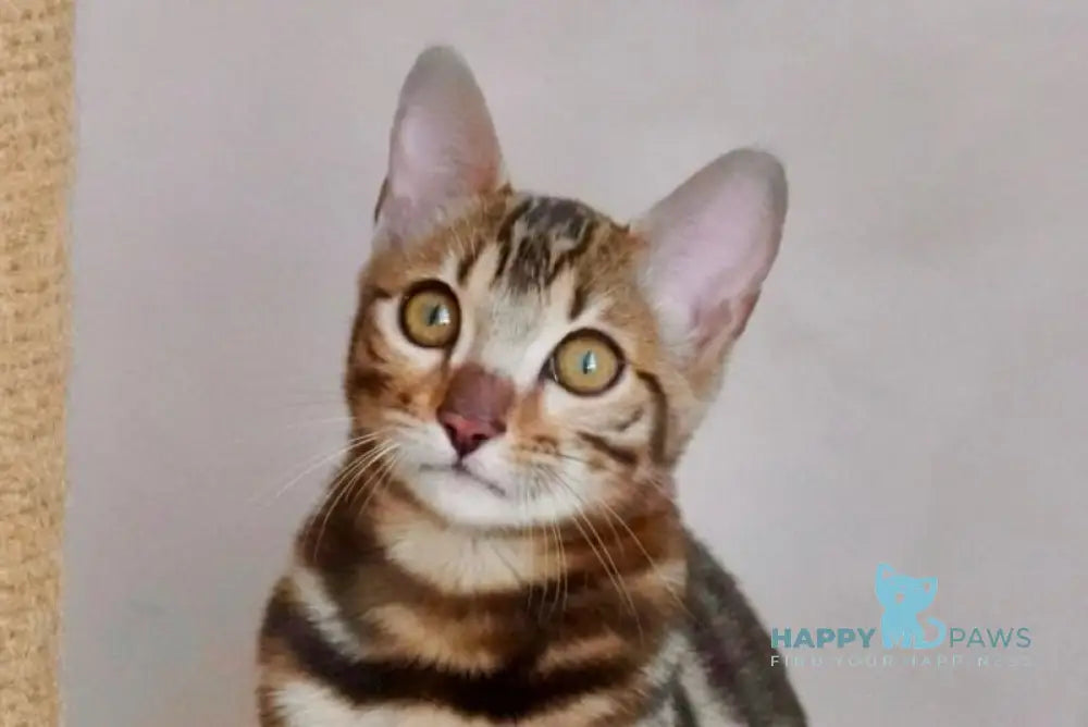 Velvet Bengal male black spotted tabby live animals