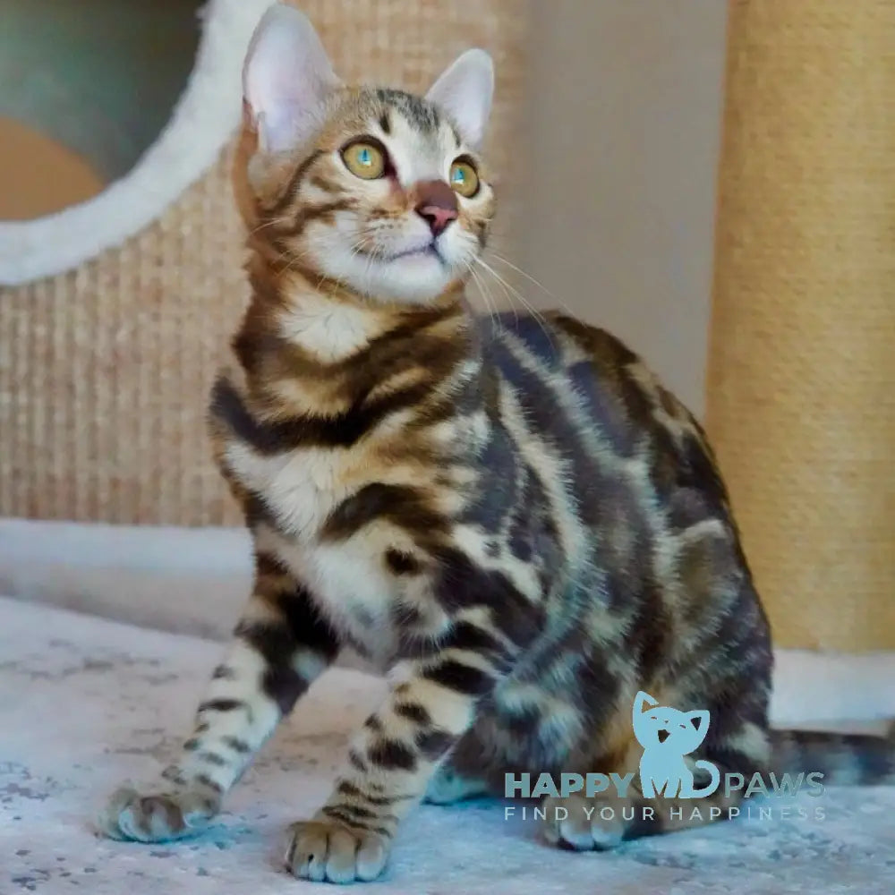 Velvet Bengal male black spotted tabby live animals