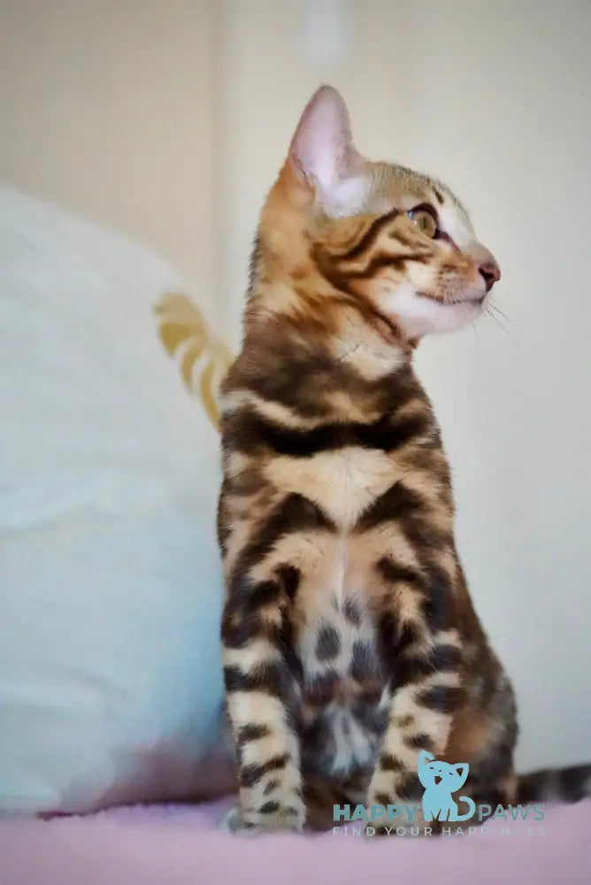 Velvet Bengal male black spotted tabby live animals