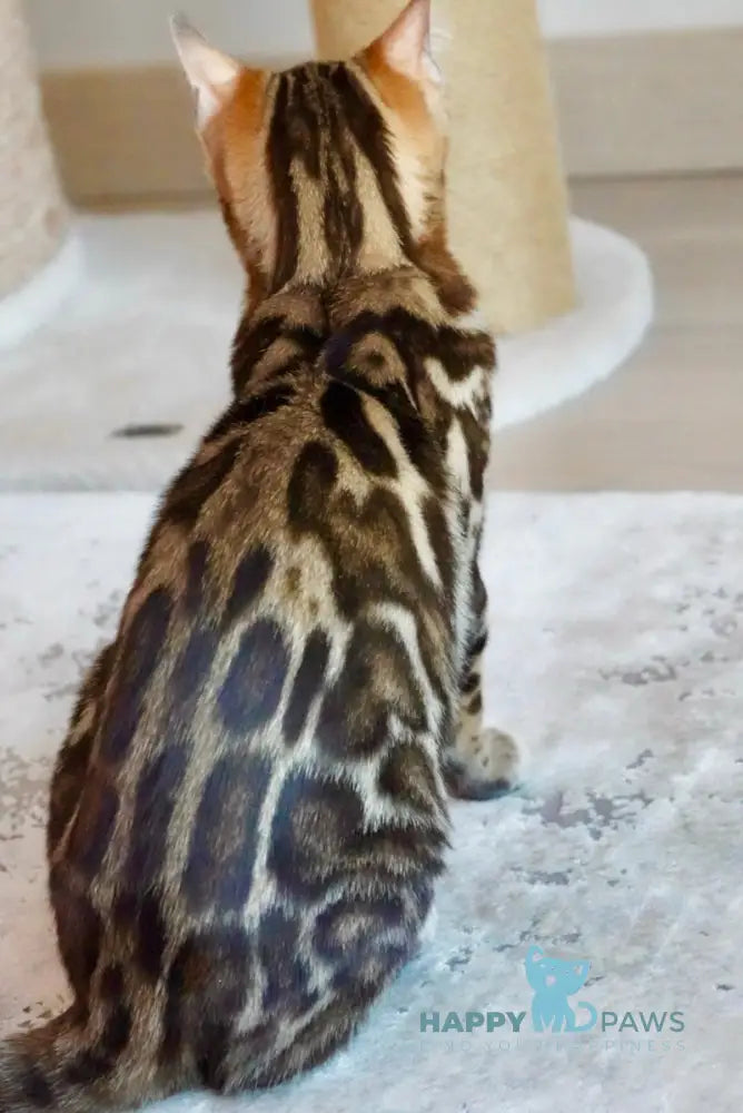 Velvet Bengal male black spotted tabby live animals