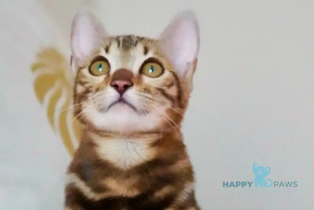 Velvet Bengal male black spotted tabby live animals