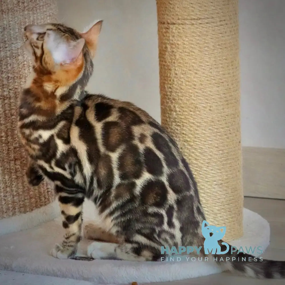 Velvet Bengal male black spotted tabby live animals