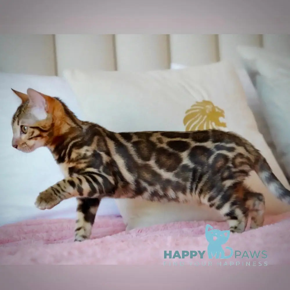 Velvet Bengal male black spotted tabby live animals