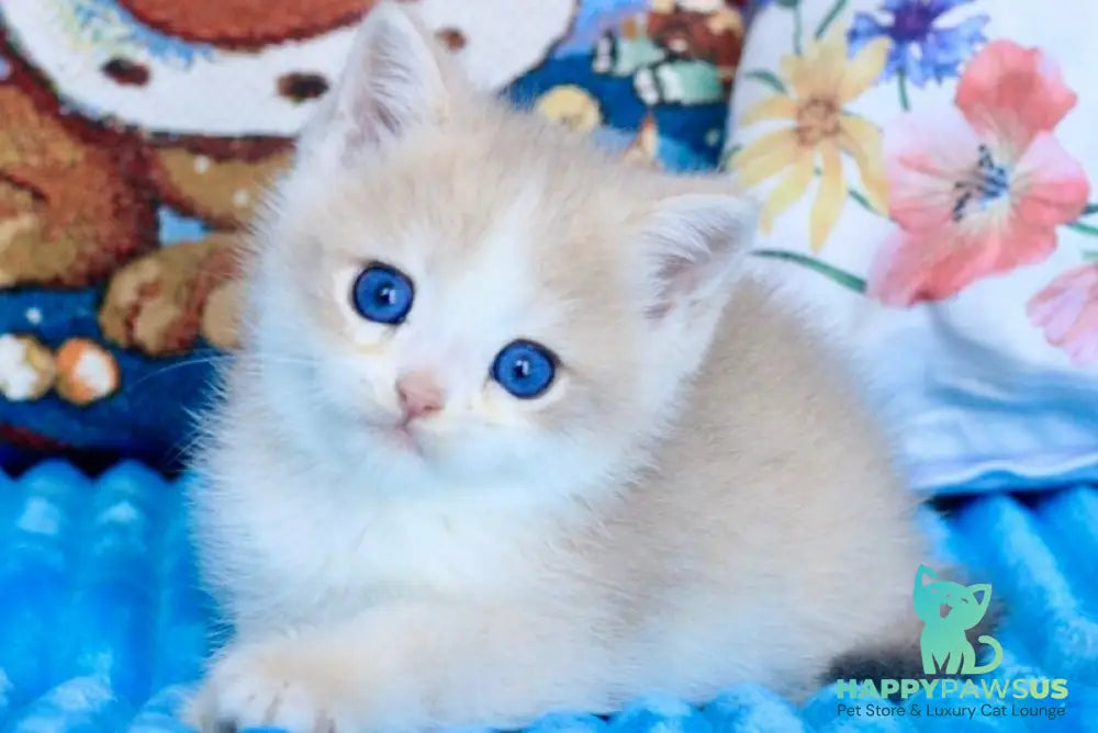 Velvet British Shorthair male blue golden chinchilla - live animals