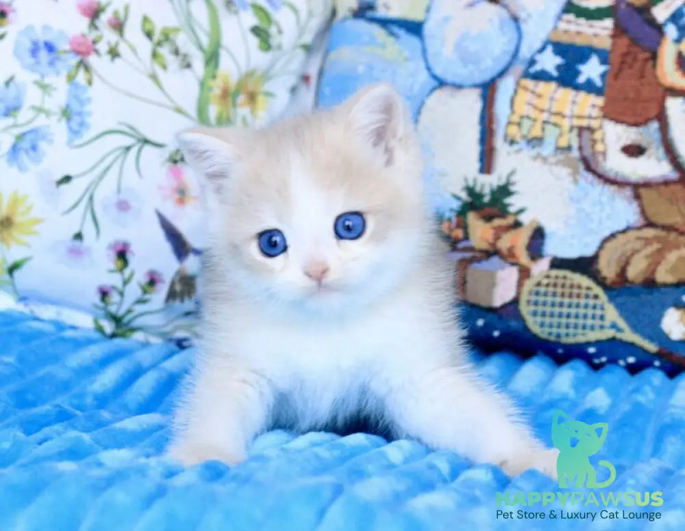 Velvet British Shorthair male blue golden chinchilla - live animals