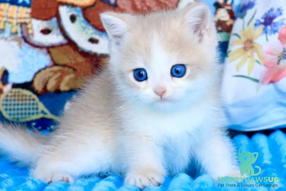 Velvet British Shorthair male blue golden chinchilla - live animals