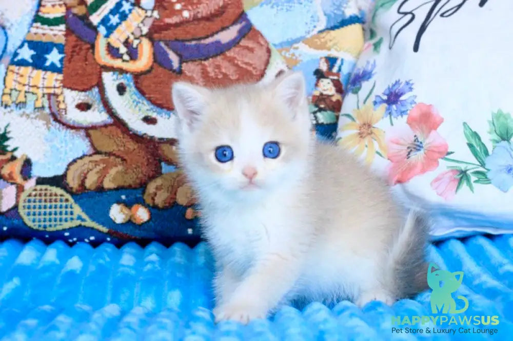 Velvet British Shorthair male blue golden chinchilla - live animals