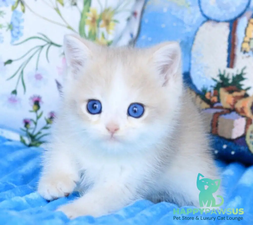Velvet British Shorthair male blue golden chinchilla - live animals