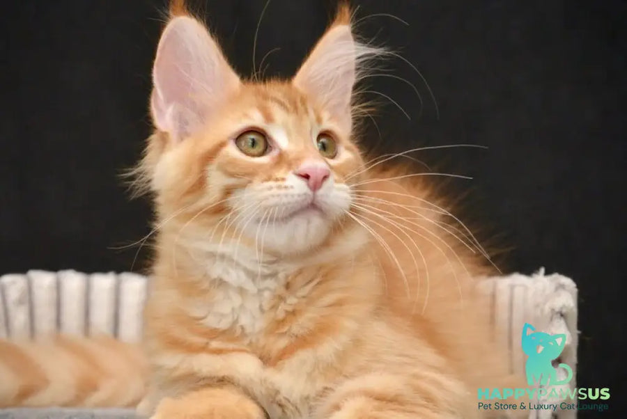 Velvet Maine Coon male red tabby - live animals