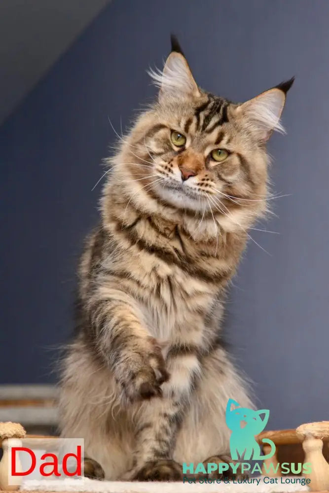 Velvet Maine Coon male red tabby - live animals