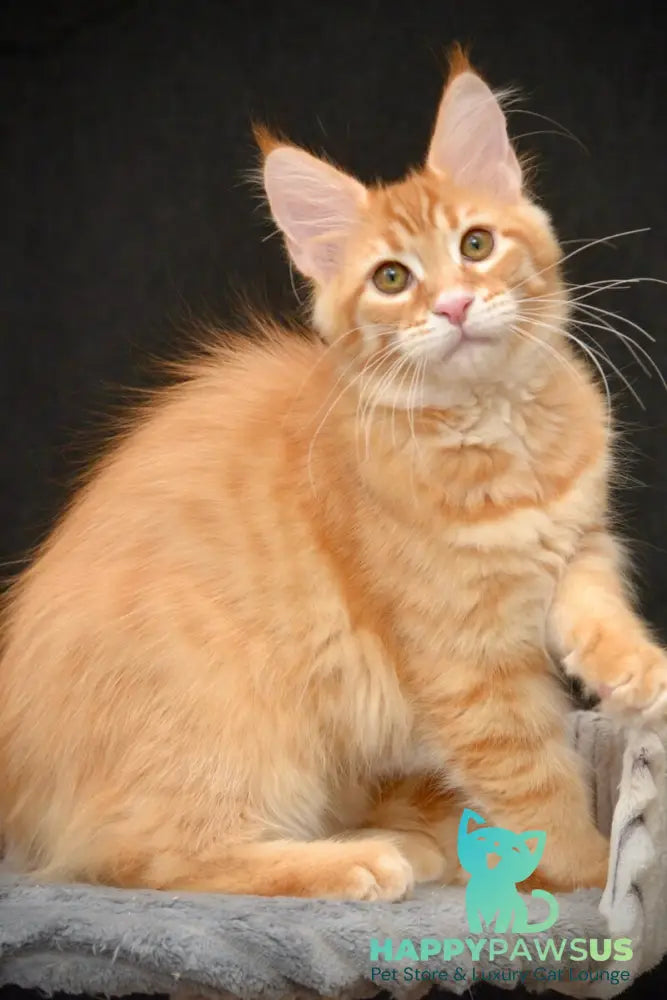 Velvet Maine Coon male red tabby - live animals