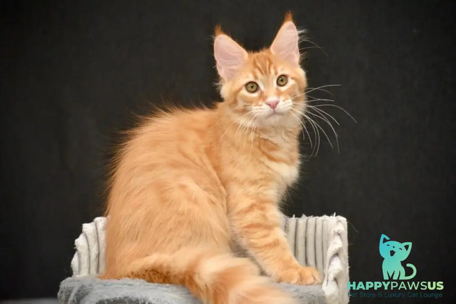 Velvet Maine Coon male red tabby - live animals