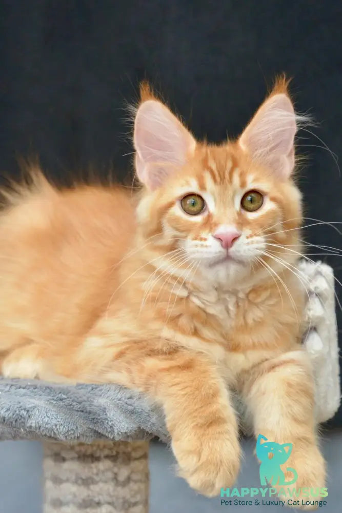 Velvet Maine Coon male red tabby - live animals