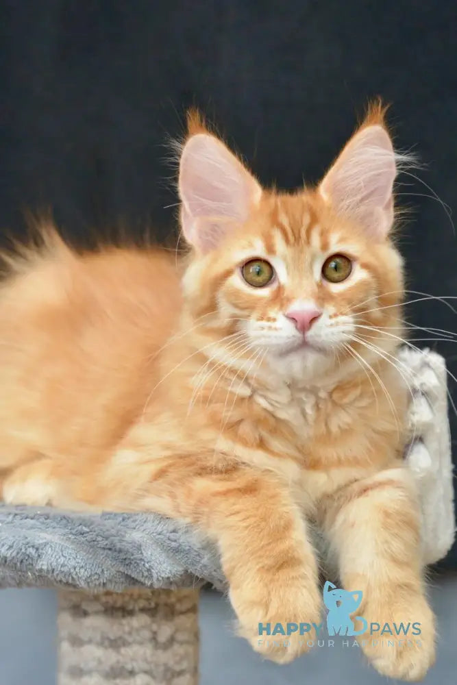 Velvet Maine Coon male red tabby - live animals
