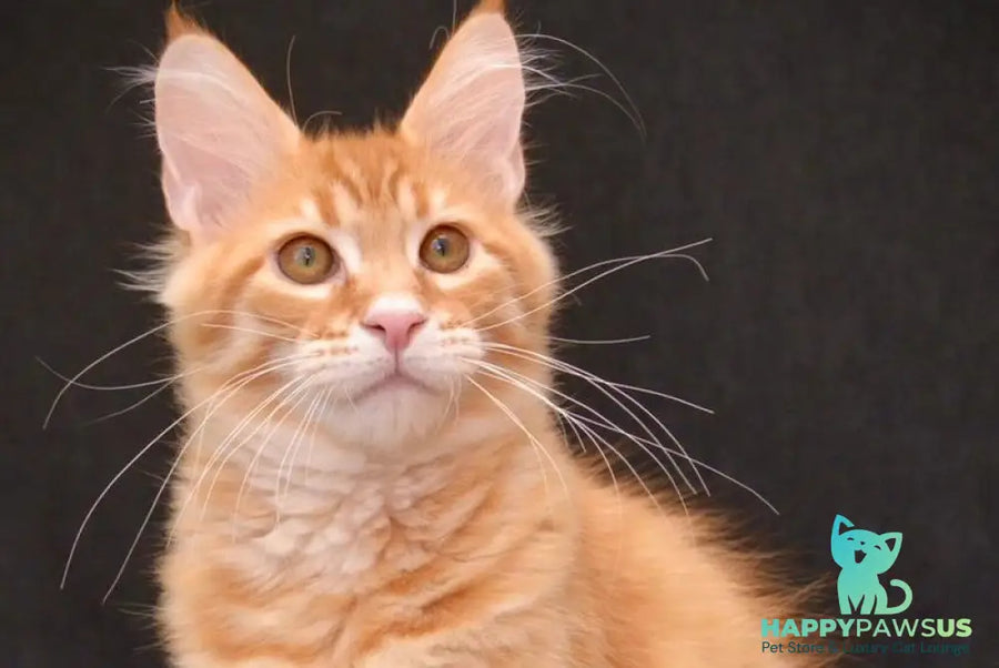 Velvet Maine Coon male red tabby - live animals