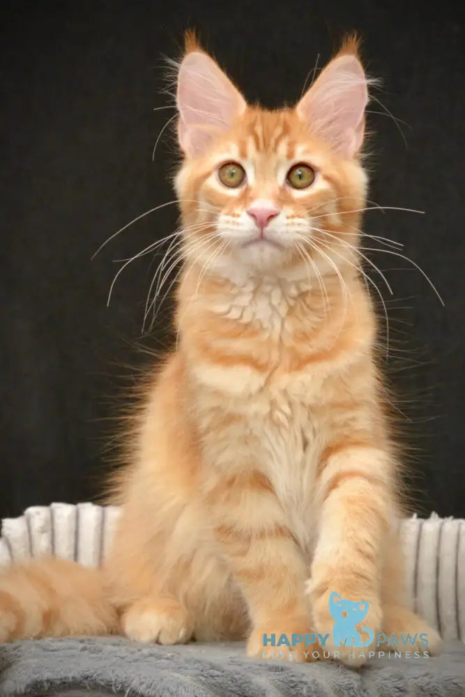 Velvet Maine Coon male red tabby - live animals