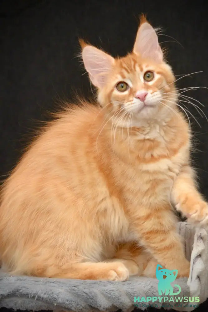 Velvet Maine Coon male red tabby - live animals