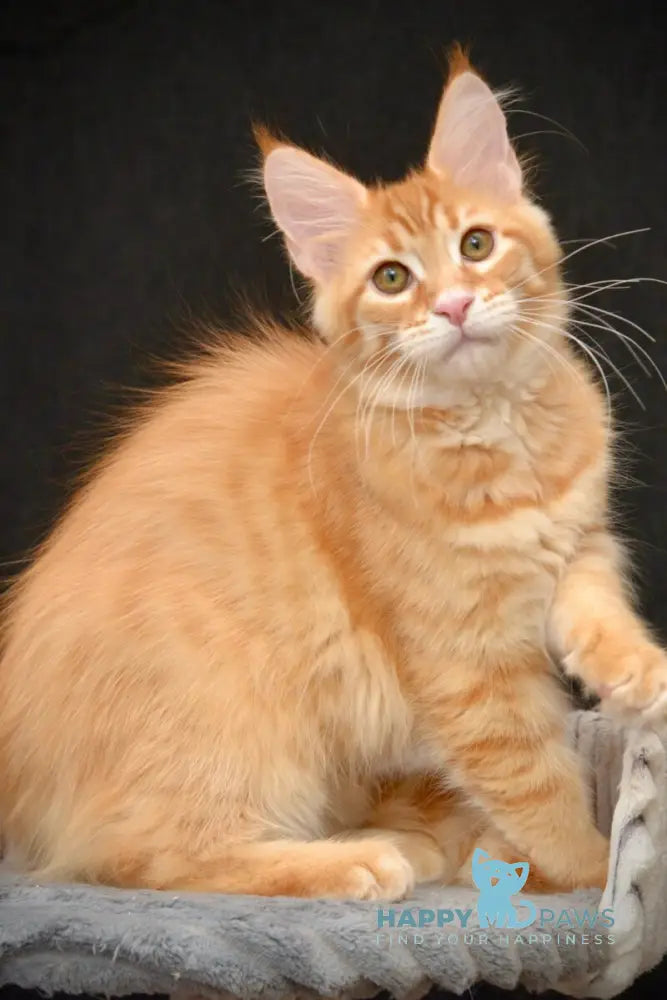Velvet Maine Coon male red tabby - live animals