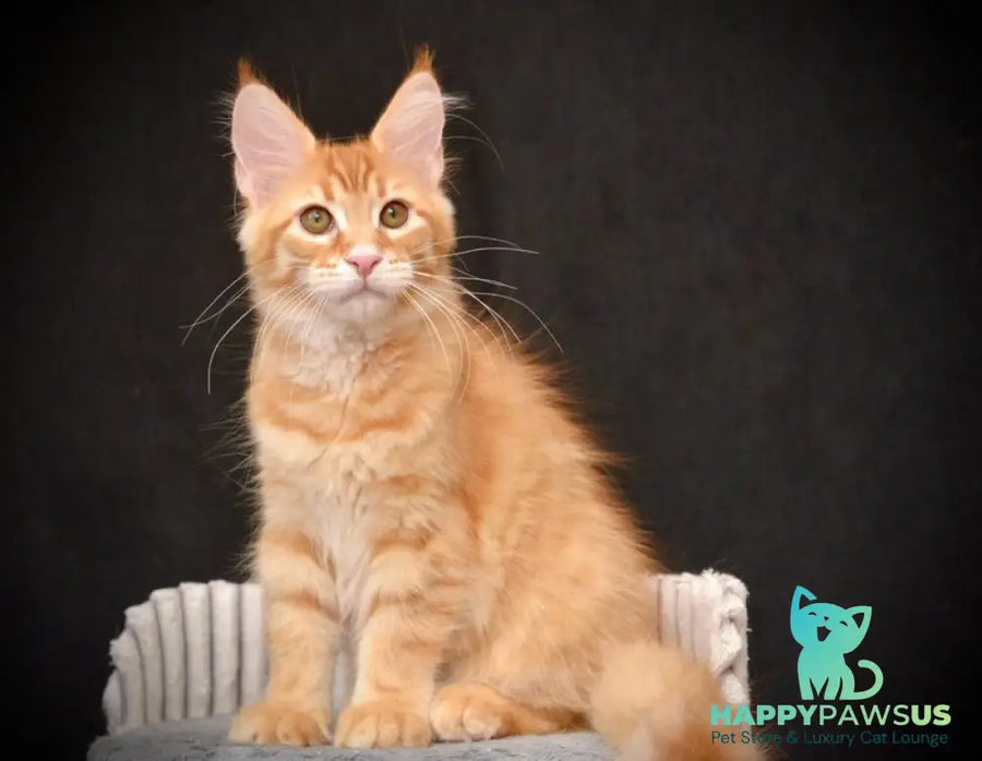 Velvet Maine Coon male red tabby - live animals