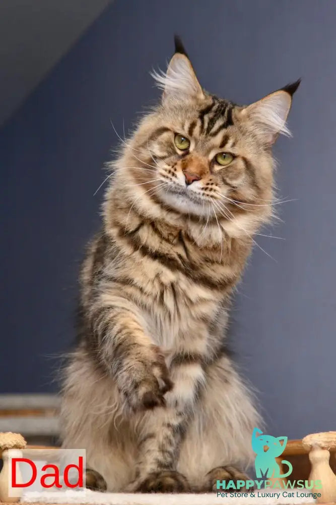Velvet Maine Coon male red tabby - live animals