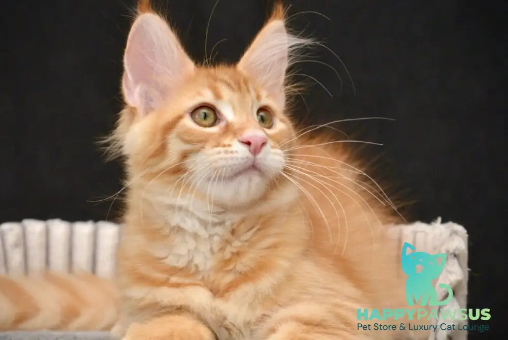Velvet Maine Coon male red tabby - live animals