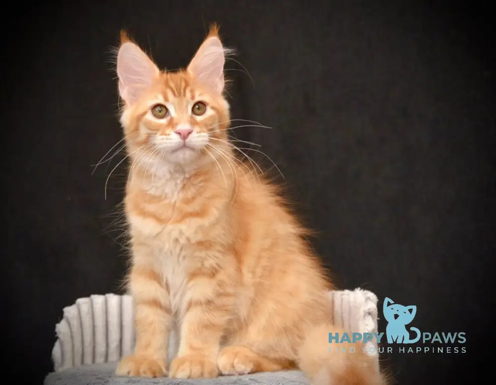 Velvet Maine Coon male red tabby - live animals