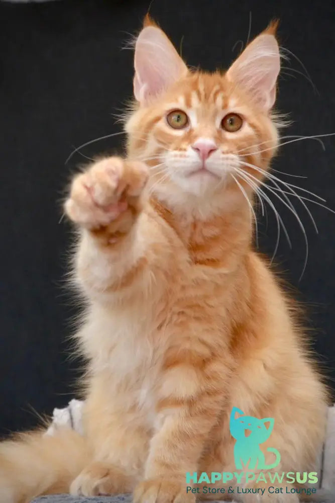 Velvet Maine Coon male red tabby - live animals
