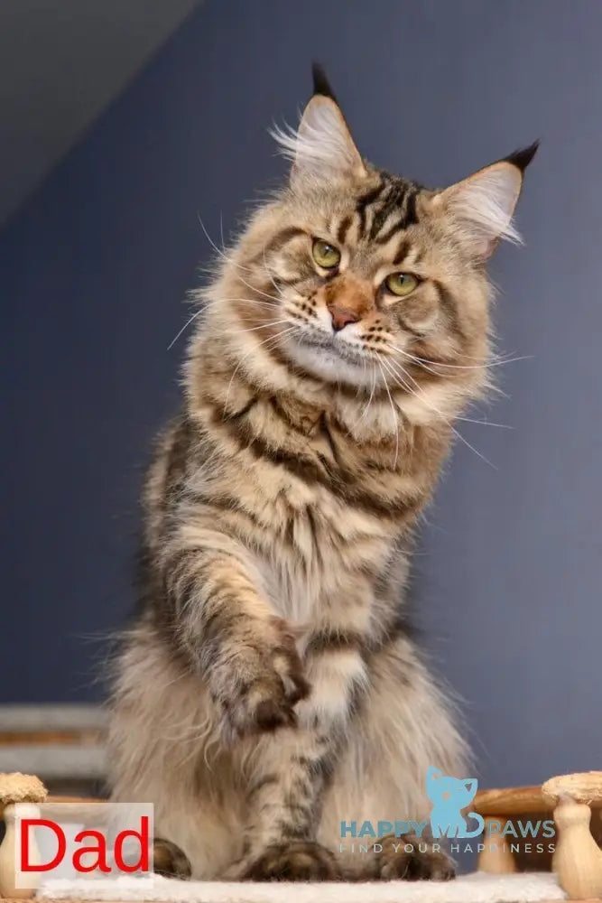 Velvet Maine Coon male red tabby - live animals