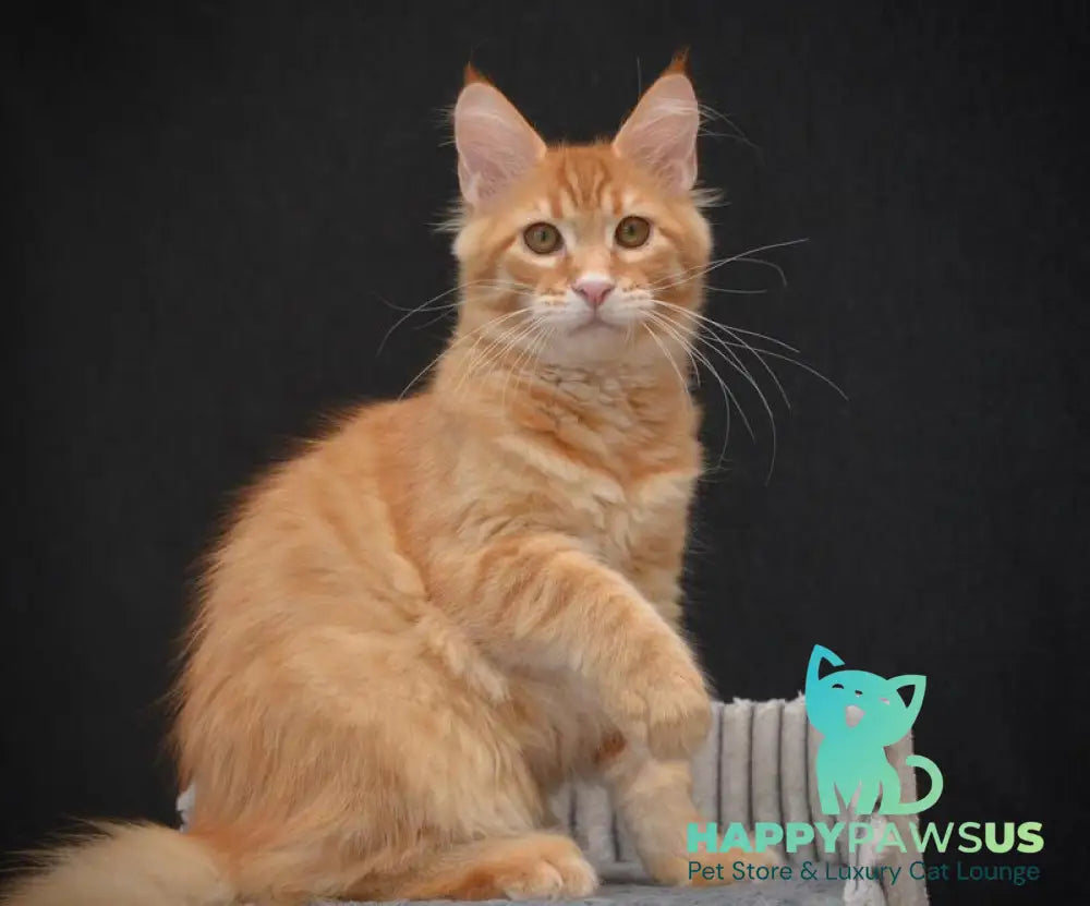 Velvet Maine Coon male red tabby - live animals
