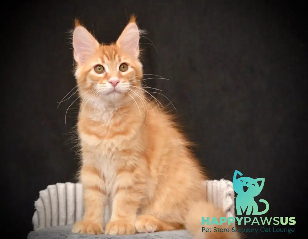 Velvet Maine Coon male red tabby - live animals
