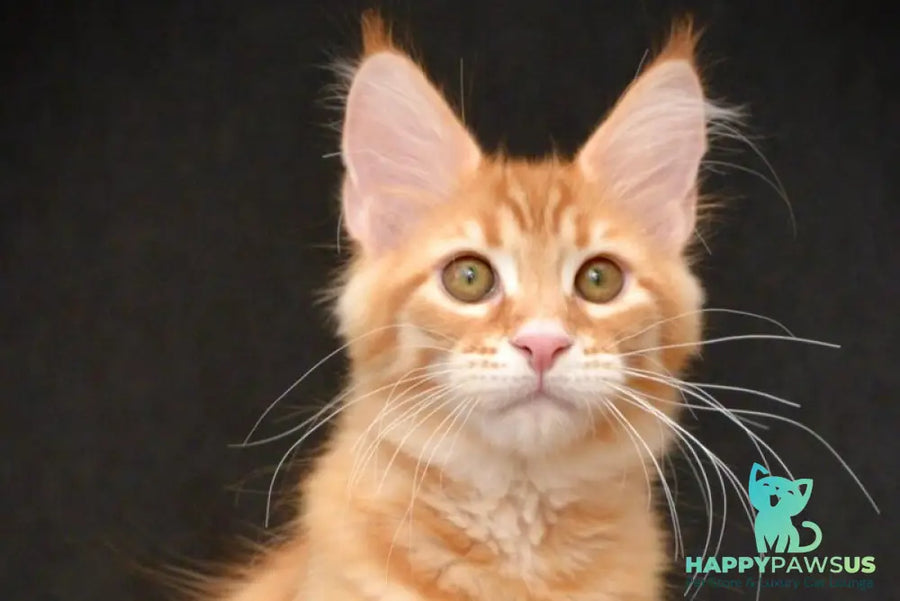 Velvet Maine Coon male red tabby - live animals