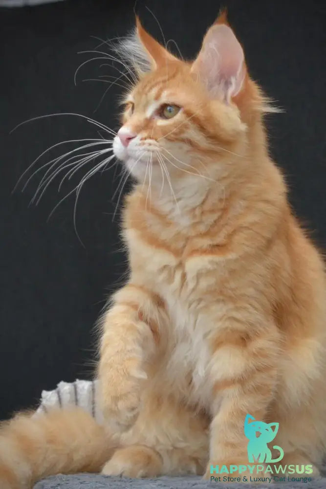Velvet Maine Coon male red tabby - live animals