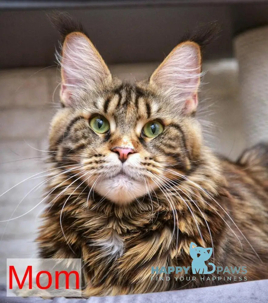 Velvet Maine Coon male red tabby - live animals
