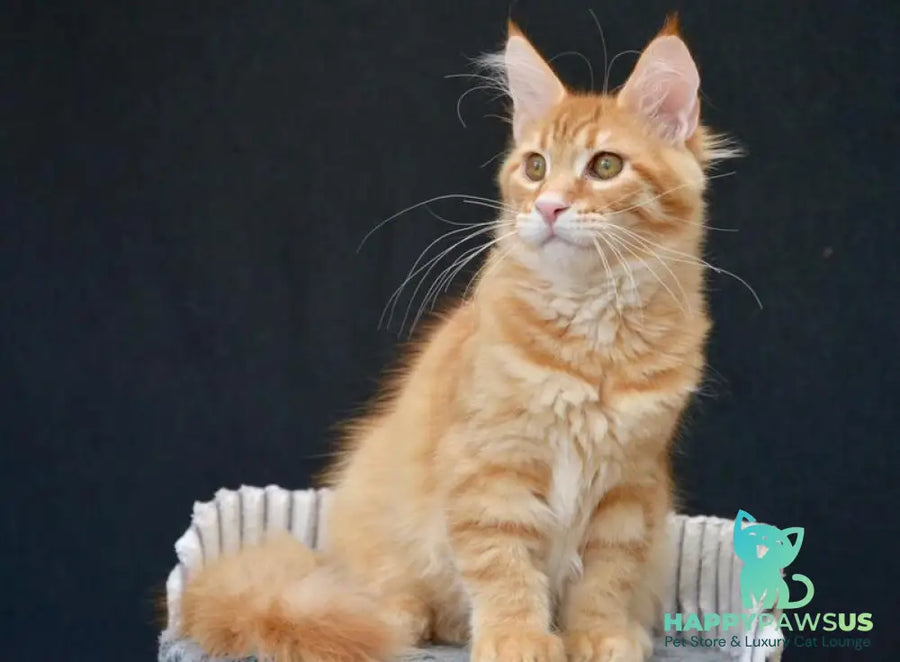 Velvet Maine Coon male red tabby - live animals